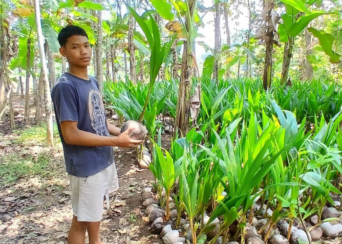 Manfaatkan Pekarangan, Bibit Kelapa Asal Kebumen Tembus Sumatra dan Kalimantan
