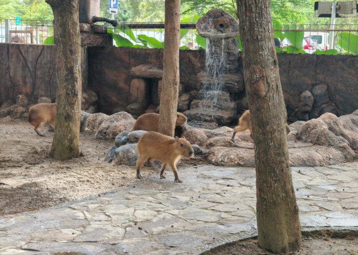 Viral di Medsos, Kapibara 'Masbro' Kini Bisa Dilihat Langsung di Safari Beach Jateng Batang