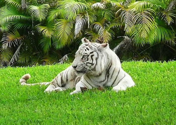 Hasil Nekropsi Ungkap Penyebab Harimau Putih Anggun Mati, Semarang Zoo Tegaskan Pertukaran Resmi