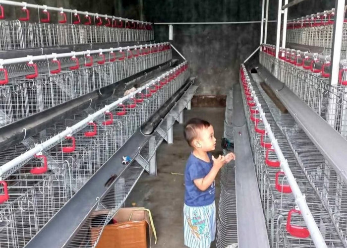 Nasib Peternak Ayam Mandiri di Pati Terjepit, Kuota DOC Dimonopoli Perusahaan Integrator Besar