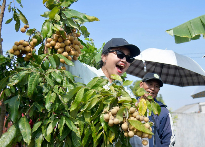 Panen Perdana Kelengkeng Super Itoh Tandai Lahirnya Agro Eduwisata Masjid Agung Semarang