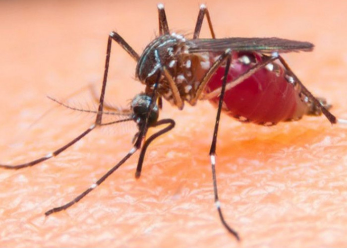 5 Tips Terhindar dari Gigitan Nyamuk yang Sangat Efektif