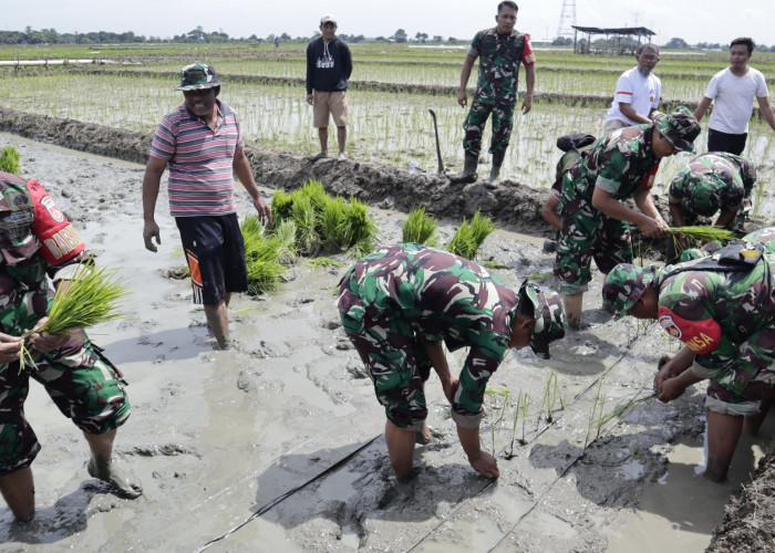 Dandim 0711 Pemalang Turun Langsung Siapkan Lahan Penanaman Bibit Padi Sinar Mentari