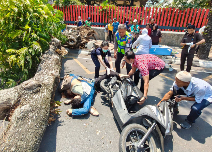 Pohon Tumbang di Jalan Pandanaran Semarang, 2 Tewas dan 1 Luka Berat