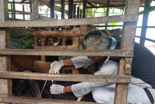17 Ekor Hewan Ternak di Kota Tegal Terkena PMK, Apa yang Dilakukan?
