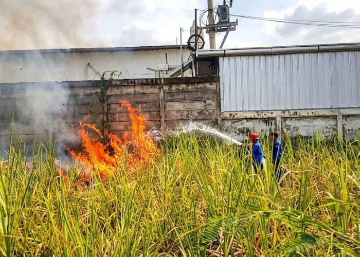 Lahan Alang-Alang Terbakar, Api Nyaris Lahap Minimarket dan Gudang Alfamart di Tegal