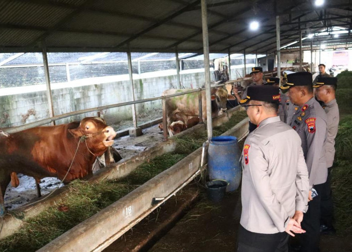 Jelang Idul Adha, Kapolres Pekalongan Turun Langsung Cek Peternakan Sapi, Pastikan Bebas PMK