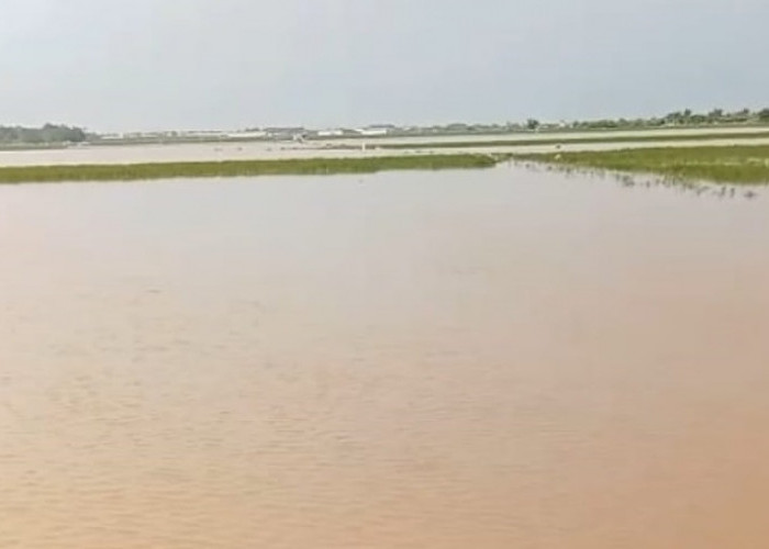 Banjir Sawah Batang Picu Gagal Panen, 139 Hektare Dinyatakan Puso
