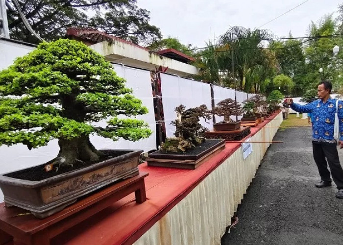 1.001 Bonsai Ikuti Kontes Nasional di Grobogan, Juri Bersertifikat Nasional
