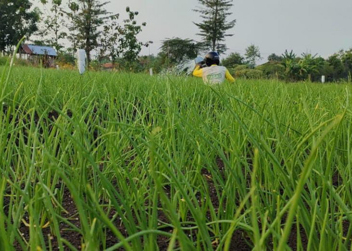 150 Hektar Lahan Bawang Merah di Brebes Siap Panen Raya, Berapa Harganya?