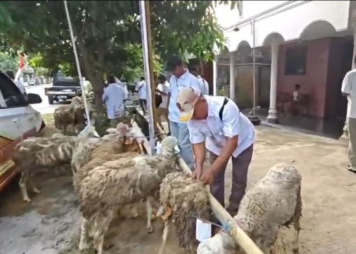 Kena PHP Dampak Arahan KPK, Peternak di Sragen Gagal Terima Bantuan Kambing
