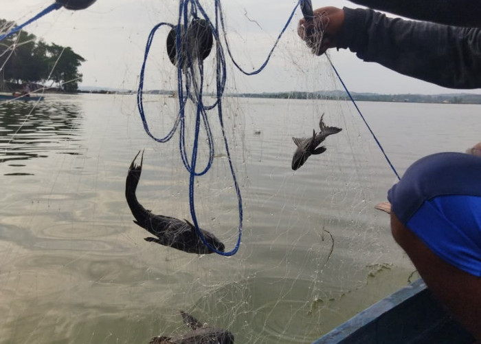 Nelayan Waduk Kedung Ombo Diambang Putus Asa! Perkembangan Ikan Sapu-Sapu Merajalela