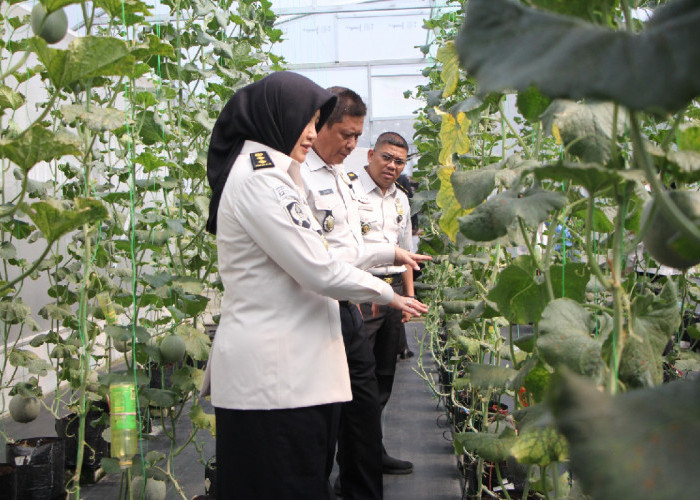 Greenhouse Melon di Lapas Perempuan Semarang Curi Perhatian, Jadi Rujukan Program Ketahanan Pangan Rudenim
