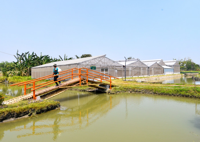 Terdapat lima greenhouse, melipui dua anggur serta tiga melon. Selain sebagai wisata petik buah segar, greenhouse ini menjadi laboratorium pembelajaran dan pembekalan terkait pertanian modern.