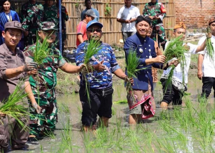 Diklaim Surplus Produksi Padi,  Kudus Bidik Lumbung Pangan  Nasional