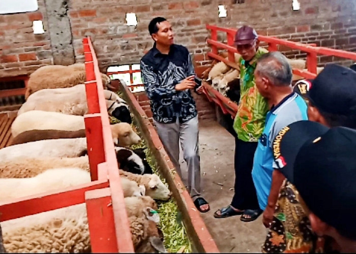 Kerja Sama Kembangkan Ternak Kambing di Kabupaten Pemalang 