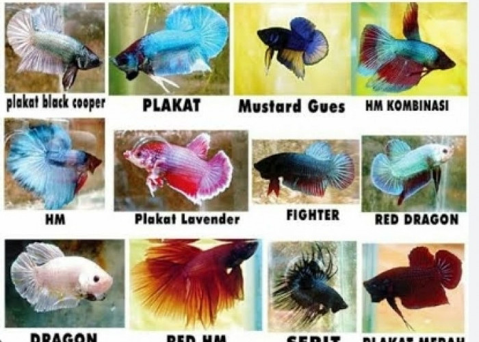 Cantik dan Berwarna Indah! Ini 20 Jenis Ikan Cupang yang Bisa Anda Pelihara, Bisa Ngilangin Stress
