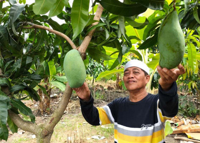 Intip Pesona Wisata Taman Buah di Perbatasan Tegal, Warisan Hijau Kades Dukuhturi 