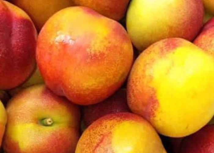 Buah Peach: Rasanya yang Enak dan Mempunyai 4 Manfaat bagi Tubuh