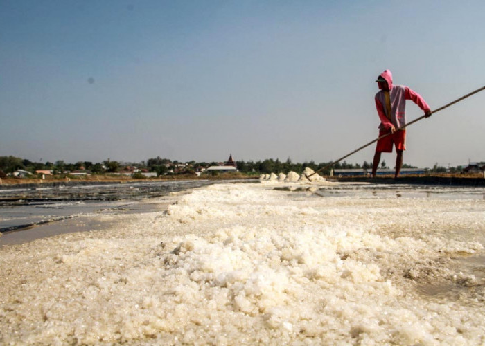 Petambak Garam di Pati Keluhkan Harga Anjlok Hingga Rp700 Per Kilogram