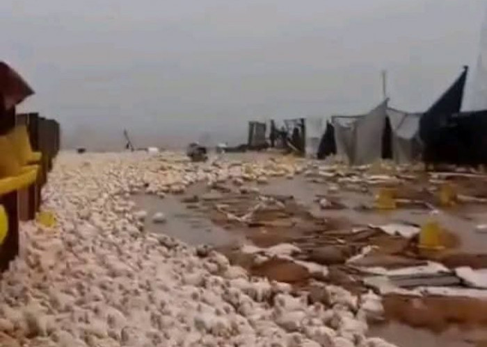 Ribuan Ayam Terancam Mati, Angin Kencang di Pati Terjang Kandang Peternakan Unggas