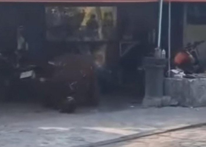 Orang Utan Solo Safari Lepas, Mondar-mandir di Pinggir Jalan hingga Robohkan Motor Warga