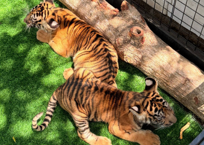 Tiga Anak Harimau Benggala Jadi Penghuni Baru Semarang Zoo