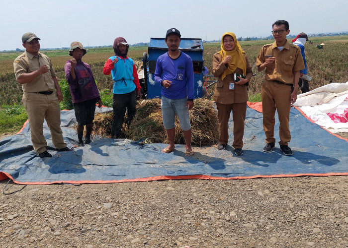 Di Balik Padi Biosalin, Cerita Swadaya Petani Batang dan Dukungan BI Olah Lahan Rob