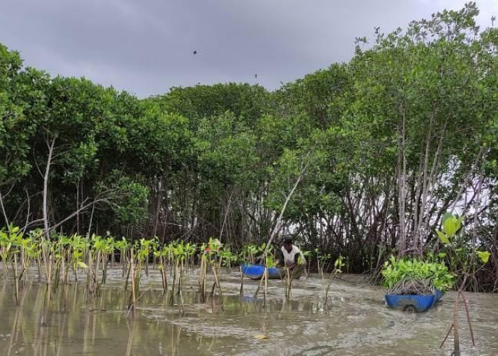 Sebelum Giant Sea Wall, Demak Siapkan Mangrove Jadi Benteng Pantura