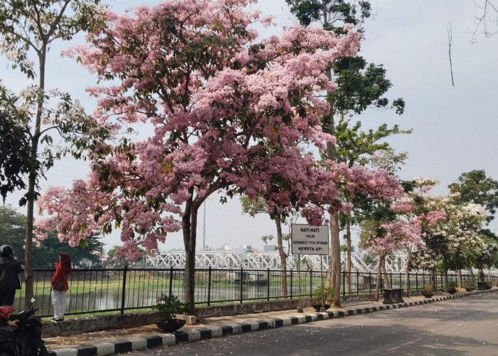 Bunga Tabebuya Bermekaran, Jalan Madukoro Semarang Disulap Bernuansa Negeri Sakura