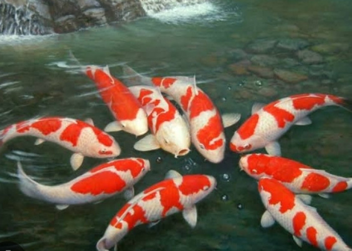 7 Cara Memelihara Ikan Koi Bagi Pemula, Pasti Ikan Panjang Umur