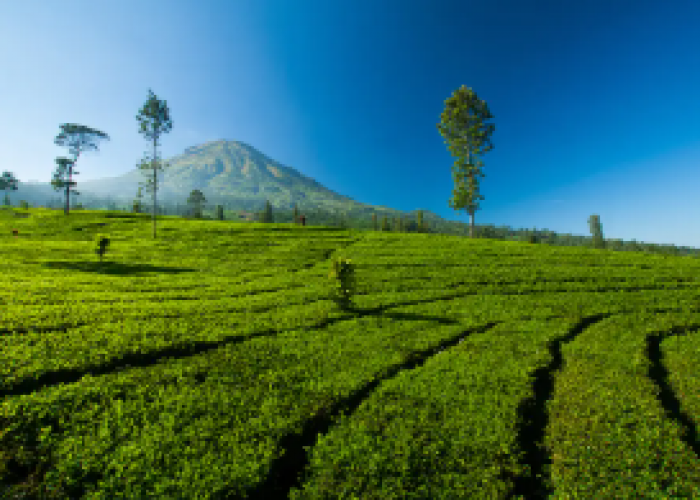 5 Wisata Kebun Teh di Wonosobo yang Populer