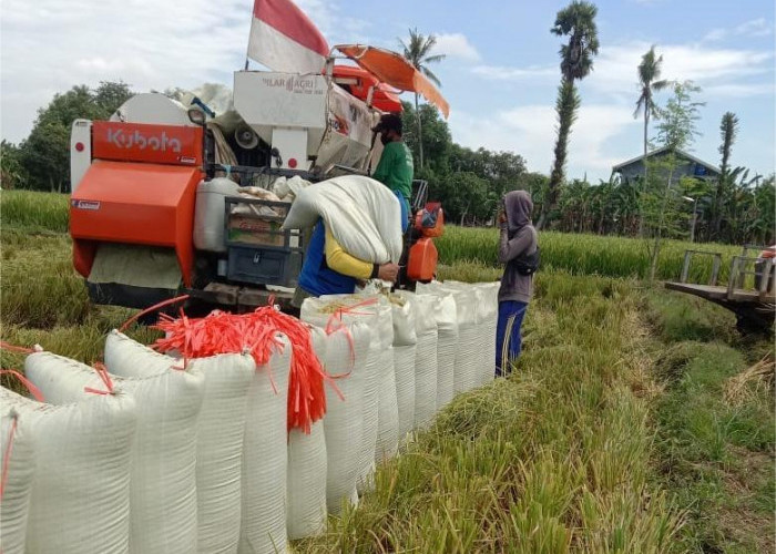 Dua Lumbung Padi di Kudus Bersiap Panen, Bulog Janjikan Beli Gabah Sesuai HPP