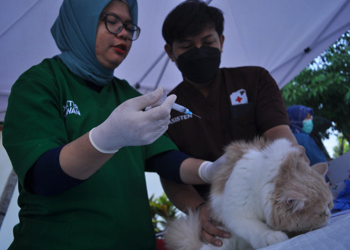 Kucing Shincan Berontak dan Kabur saat Mau Divaksin