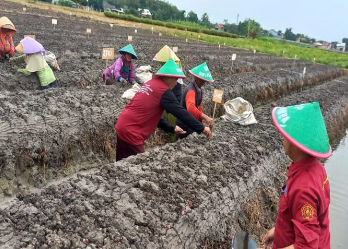 Kompos Limbah Daun Bawang Merah  Minimalisir Pupuk Kimia dan Optimalkan Produksi Bawang Merah