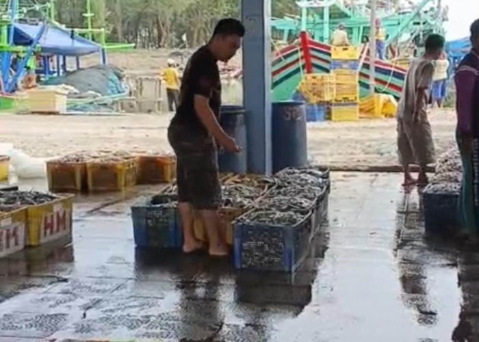 Muara Dangkal Bikin Tangkapan Ikan Nelayan Tegal Anjlok Drastis, Operasional Membengkak