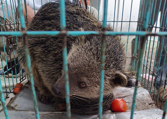Dikira Luwak Masuk Rumah, Warga Petungkriyono Kaget Ternyata Binturong