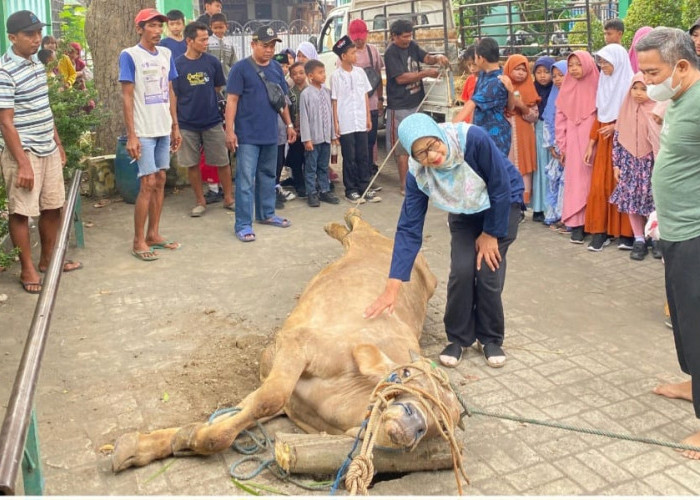 Guru Murid dan Orang Tua SD Negeri Randugunting 1 Tegal Gelar Kurban Satu Ekor Sapi 