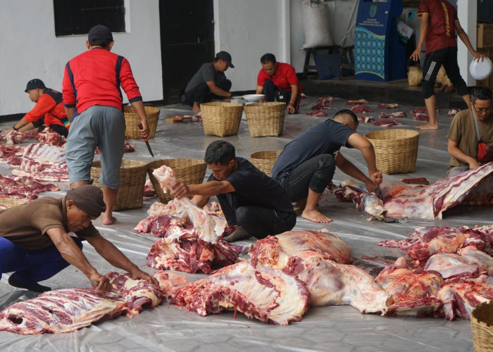 Tak Ditemukan Cacing Hati, Dispangtan : Hewan Kurban Pemkot Salatiga Layak Konsumsi 