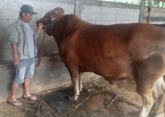 Sapi Kurban Presiden Prabowo Seberat 1 Ton Jadi Sorotan di MAJT, Daging Diprioritaskan untuk Warga Semarang