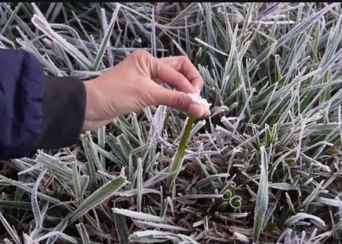 Fenomena Embun Upas Selimuti Kawasan Dieng Pagi Ini: Suhu Minus 6 Derajat Celsius