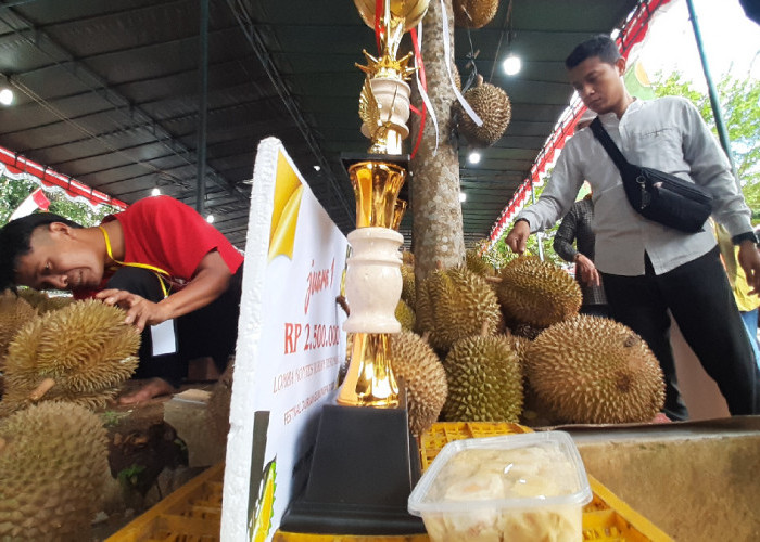  Durian Lokal Singorojo Juarai Festival Gunungpati, Tekatur Lembut Manis dan Pahitnya Jadi Andalan