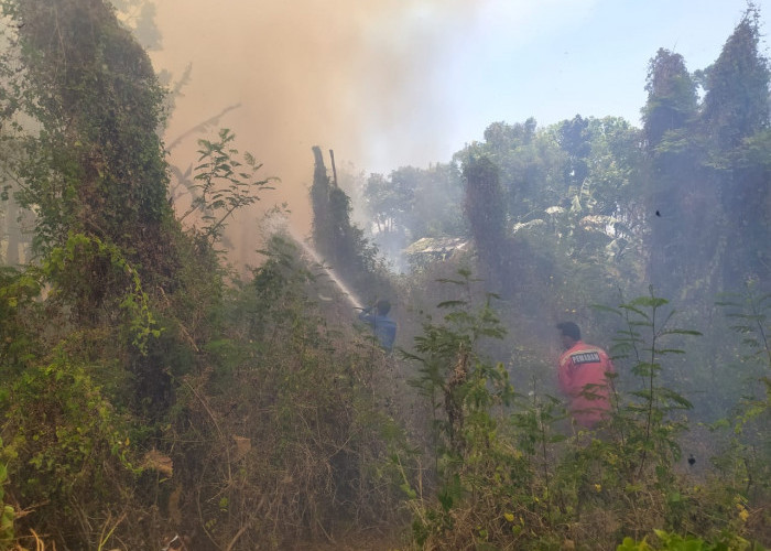 Lahan Kosong di Lebaksiu Tegal Terbakar, Dua Pabrik Nyaris Jadi Amukan Si Jago Merah