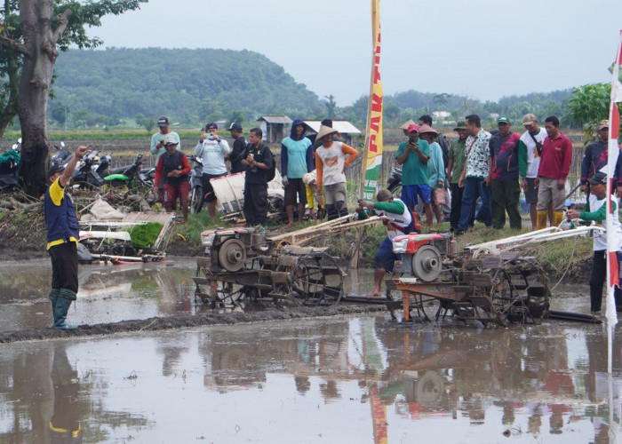 Gaspol di Sawah! Lomba Balap Traktor Warnai Musim Tanam Padi di Batang