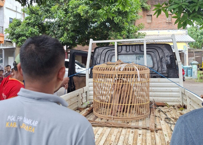 Lepas dari Kandang, Aksi Monyet-monyet Liar Teror Warga Jepara 