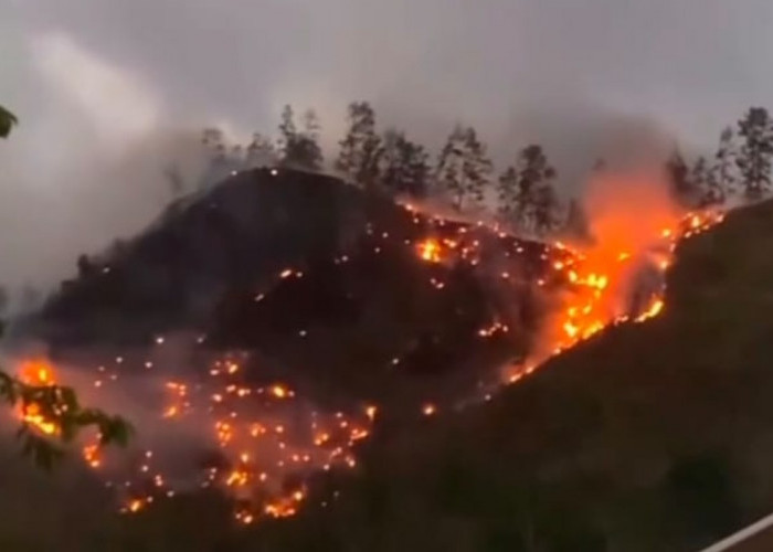 Kebakaran Hutan Pinus di Gunungsari Kebumen, 5 Hektare Hangus