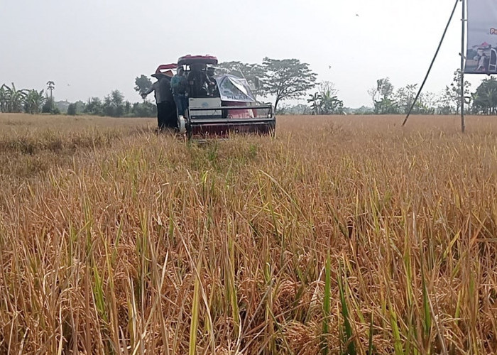 Produktivitas Padi di Jateng Hingga Juli 2026 Capai 5,5 Ton Per Hektare