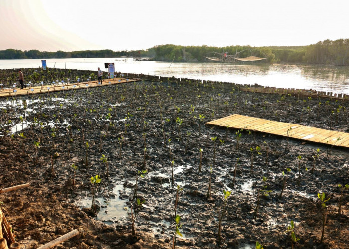 Bukan Cuma Tanggul, Perlindungan Pantura di Demak Andalkan Mangrove dan Pemecah Ombak