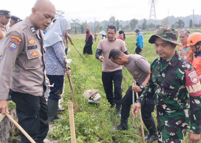 Lebih 500 Hektar Sawah di Salatiga Gagal Panen, Dispangtan:  Petani Kurang Suka Menanam Pola Jajar Legowo