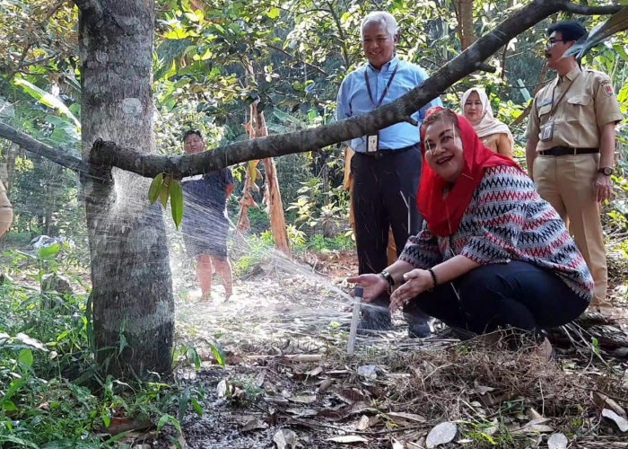 Durian Malika Khas Semarang Berusia 200 Tahun, Terselamatkan Dari Petir dan Kekeringan